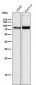 Anti-Cox2 PTGS2 Monoclonal Antibody