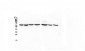 Anti-HSPA2 Antibody Picoband™ (monoclonal, 4A4)