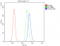 Anti-HSPA2 Antibody Picoband™ (monoclonal, 4A4)