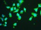 Anti-HSPA2 Antibody Picoband™ (monoclonal, 4A4)