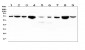 Anti-HSPA2 Antibody Picoband™ (monoclonal, 4A4)