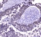 Anti-Hsp70 HSPA1A Antibody Picoband™ (monoclonal, 3H5)