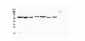 Anti-Hsp70 HSPA1A Antibody Picoband™ (monoclonal, 3H5)