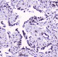 Anti-SMC3 Antibody Picoband™ (monoclonal, 4C12)