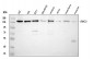 Anti-SMC3 Antibody Picoband™ (monoclonal, 4C12)