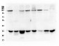 Anti-AMPK beta 2 PRKAB2 Antibody Picoband™ (monoclonal, 6G1)