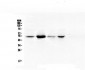 Anti-RbAp48 RBBP4 Antibody Picoband™ (monoclonal, 9F3)