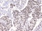 Anti-RbAp48 RBBP4 Antibody Picoband™ (monoclonal, 9F3)