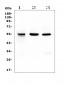 Anti-RbAp48 RBBP4 Antibody Picoband™ (monoclonal, 9F3)