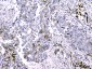 Anti-Cytochrome C CYCS Antibody Picoband™ (monoclonal, 15F10)