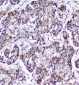 Anti-Cytochrome C CYCS Antibody Picoband™ (monoclonal, 15F10)