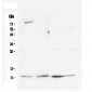 Anti-Cytochrome C CYCS Antibody Picoband™ (monoclonal, 15F10)