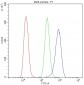 Anti-Cytochrome C CYCS Antibody Picoband™ (monoclonal, 15F10)