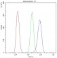 Anti-Cytochrome C CYCS Antibody Picoband™ (monoclonal, 15F10)