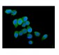 Anti-Cytochrome C CYCS Antibody Picoband™ (monoclonal, 15F10)