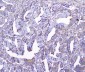Anti-GSTM1 Antibody Picoband™ (monoclonal, 11F2)