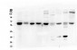 Anti-ARSA Antibody Picoband™ (monoclonal, 4C10)