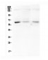 Anti-ARSA Antibody Picoband™ (monoclonal, 4C10)