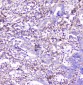 Anti-ADA Antibody Picoband™ (monoclonal, 6D4)