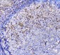 Anti-ADA Antibody Picoband™ (monoclonal, 6D4)