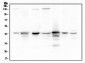 Anti-ADA Antibody Picoband™ (monoclonal, 6D4)