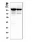 Anti-ACTN3 Antibody Picoband™ (monoclonal, 9B5)