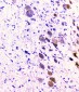 Anti-CD2AP Antibody Picoband™ (monoclonal, 5F8)
