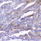 Anti-CD2AP Antibody Picoband™ (monoclonal, 5F8)