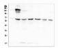 Anti-AKT2 Antibody Picoband™ (monoclonal, 10C6)