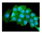 Anti-Beta 2 Microglobulin B2M Antibody Picoband™ (monoclonal, 2H10)