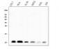 Anti-Beta 2 Microglobulin B2M Antibody Picoband™ (monoclonal, 2H10)