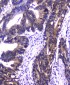 Anti-PPID Antibody Picoband™ (monoclonal, 5A6)