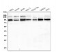 Anti-EWSR1 Antibody Picoband™ (monoclonal, 4B4)