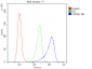 Anti-Calpain 2 CAPN2 Antibody Picoband™ (monoclonal, 8I6)