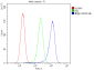 Anti-Calpain 2 CAPN2 Antibody Picoband™ (monoclonal, 8I6)