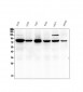 Anti-Calpain 2 CAPN2 Antibody Picoband™ (monoclonal, 8I6)