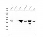 Anti-FH Antibody Picoband™ (monoclonal, 9D8)