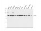 Anti-SHP2/PTPN11 Antibody Picoband™ (monoclonal, 2E6)