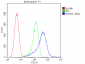 Anti-WWOX Antibody Picoband™ (monoclonal, 3D10)