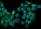 Anti-WWOX Antibody Picoband™ (monoclonal, 3D10)