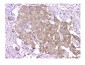 Anti-WWOX Antibody Picoband™ (monoclonal, 3D10)