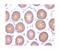 Anti-WWOX Antibody Picoband™ (monoclonal, 3D10)