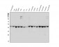 Anti-WWOX Antibody Picoband™ (monoclonal, 3D10)