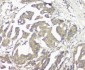 Anti-GNAQ Antibody Picoband™ (monoclonal, 13H4)