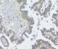 Anti-GNAQ Antibody Picoband™ (monoclonal, 13H4)