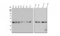 Anti-GNAQ Antibody Picoband™ (monoclonal, 13H4)