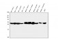 Anti-CA2 Antibody Picoband™ (monoclonal, 10E11)