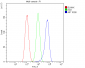 Anti-ARA9/AIP Antibody Picoband™ (monoclonal, 10G8)