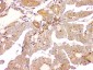 Anti-ARA9/AIP Antibody Picoband™ (monoclonal, 10G8)