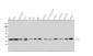 Anti-ARA9/AIP Antibody Picoband™ (monoclonal, 10G8)